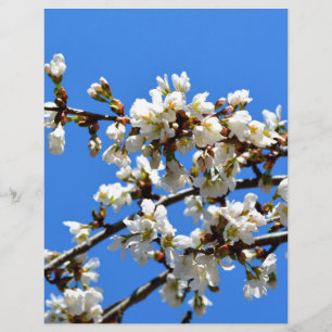 Arbre de printemps blanc fleuri blanc