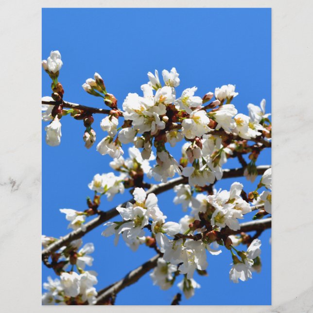 Arbre de printemps blanc fleuri blanc (Devant)