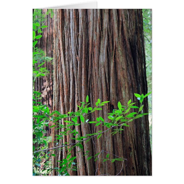 Arbre de séquoia (Devant)