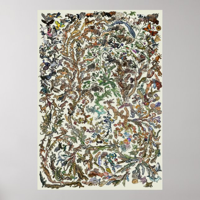 Arbre de vie - Poster de l'évolution - Couleur (Devant)