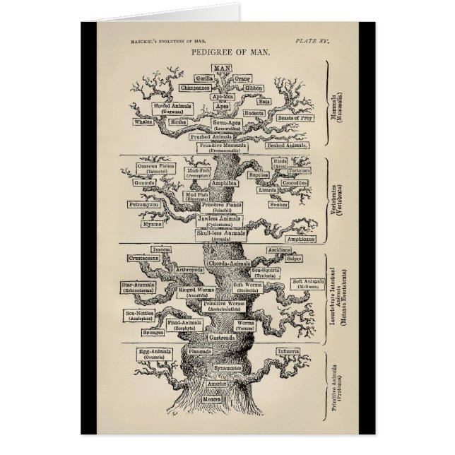 Arbre d'Ernst Haeckel le "de la vie " (Devant)