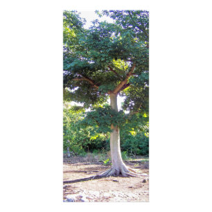 Arbre des cartes de Sagesse-support