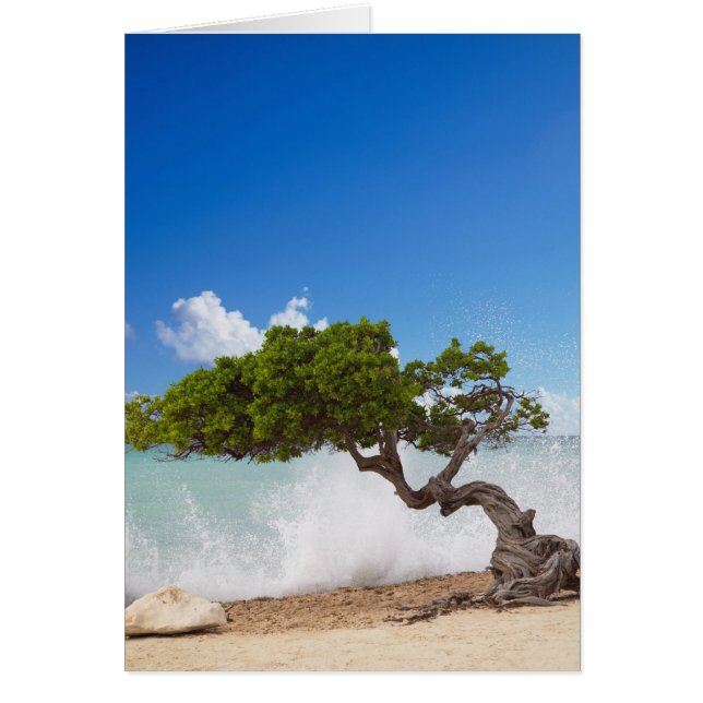 Arbre Divi Divi, Plage Eagle, Aruba, Caraïbes (Devant)