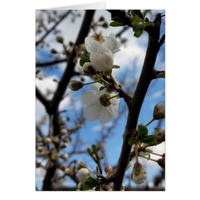 Arbre en fleurs (Devant)