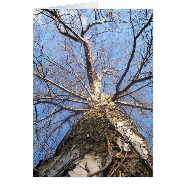 Arbre en hiver (Devant)