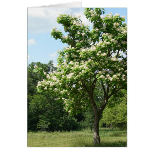 Arbre en pleine floraison
