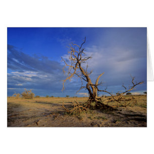 Arbre épineux de chameau mort (Acacia Erioloba)