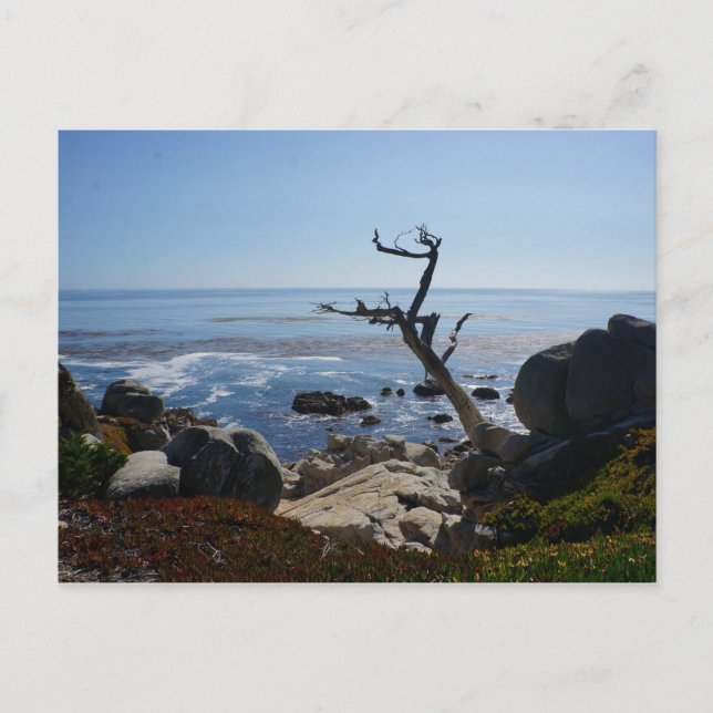 Arbre fantôme - Carte postale de lecteur de 17 mil (Devant)