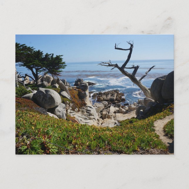Arbre fantôme - Carte postale Pittoresque 17 Mile  (Devant)