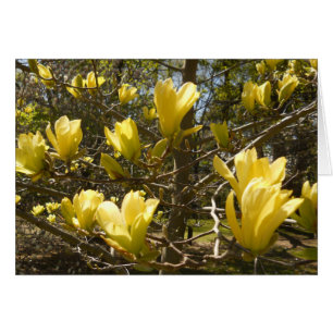 Arbre jaune de Magnolia
