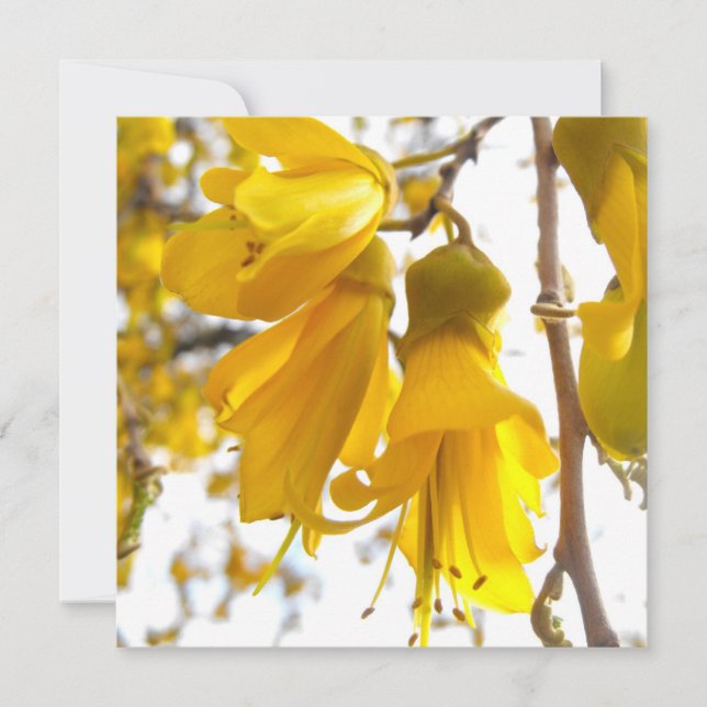 Arbre Kowhai en floraison (Devant)