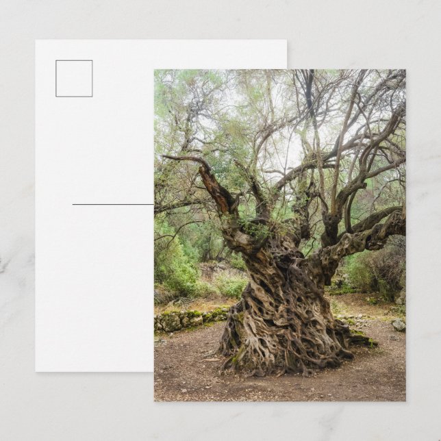 Arbre Olive Mitera à Corfou Carte Postale (sans te (Devant / Derrière)