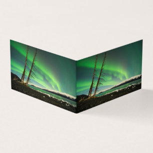 Arbre penché Aurora