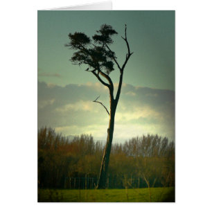 Arbre solitaire