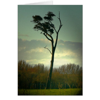 Arbre solitaire