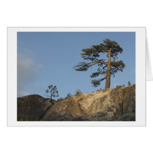 Arbre sur Ridge à l'est de débouché de lac Kibb