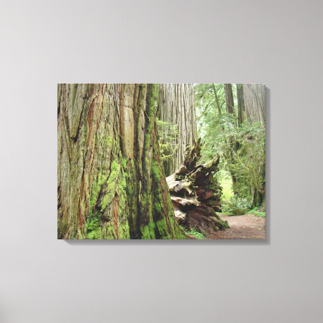 Arbres à séquoias côtiers Toile Prints Forêts (Recto)