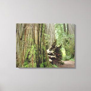 Arbres à séquoias côtiers Toile Prints Forêts