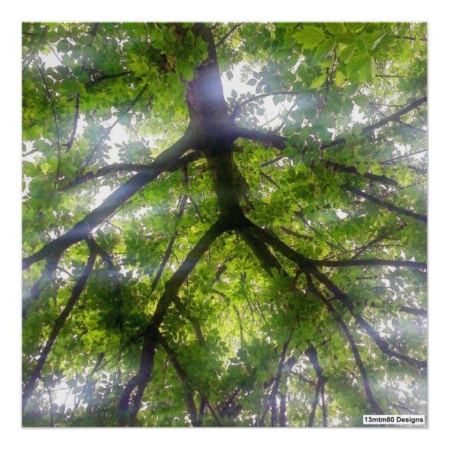Arbres au soleil (Ohio) - Tirage photo (Devant)