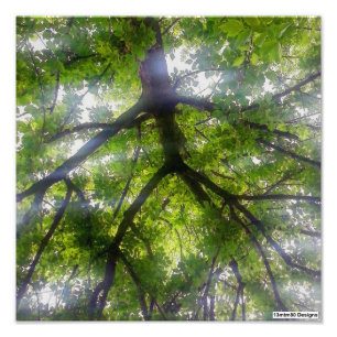 Arbres au soleil (Ohio) - Tirage photo
