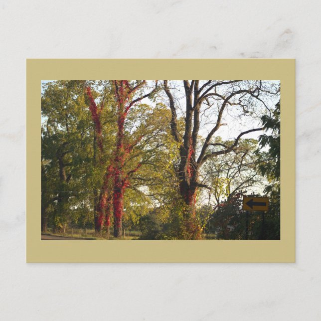 Arbres avec carte postale rouge Ivy (Devant)