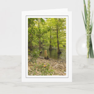 Arbres avec des racines dans la vue de l'eau carte