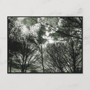Arbres   Carte postale