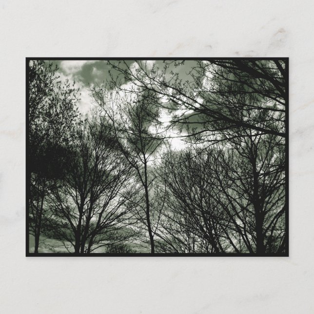 Arbres | Carte postale (Devant)