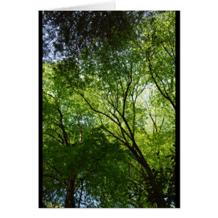 Arbres creux somnolents