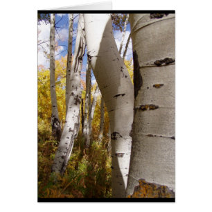 arbres dans Jackson Hole