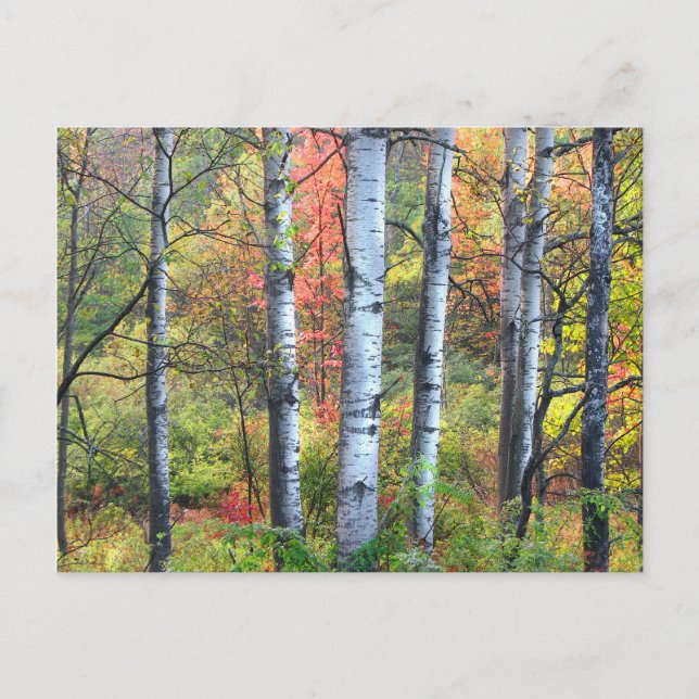 Arbres d'Aspen dans la carte postale d'automne (Devant)