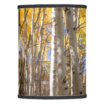Arbres d'Aspen doré
