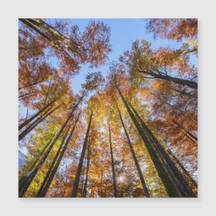 Arbres d'automne ensoleillés