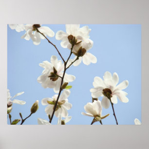 Arbres de fleurs de MAGNOLIA 38 affiches