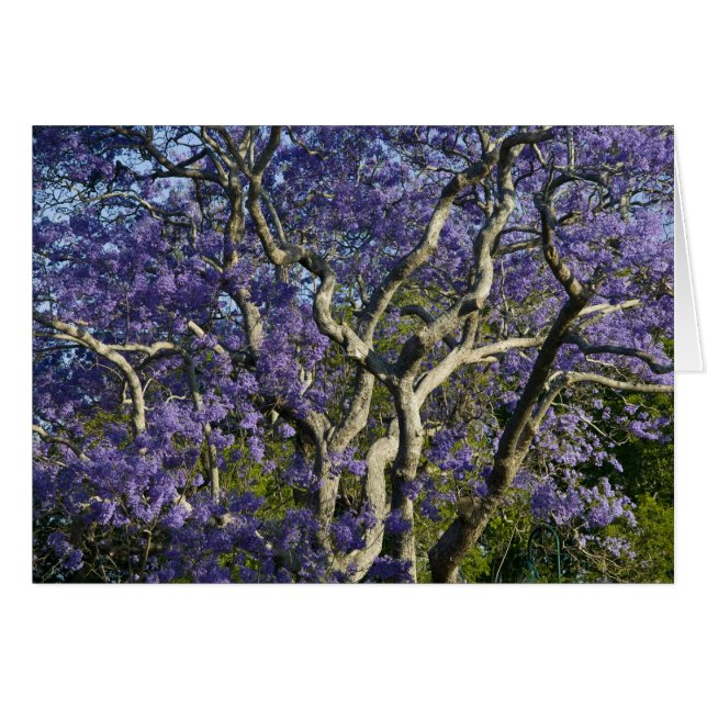 Arbres de jacaranda en fleurs dans le parc New Far (Devant horizontal)
