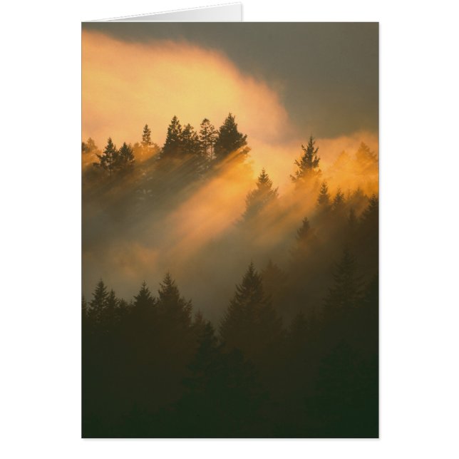 Arbres de séquoia dans le brouillard côtier, comté (Devant)