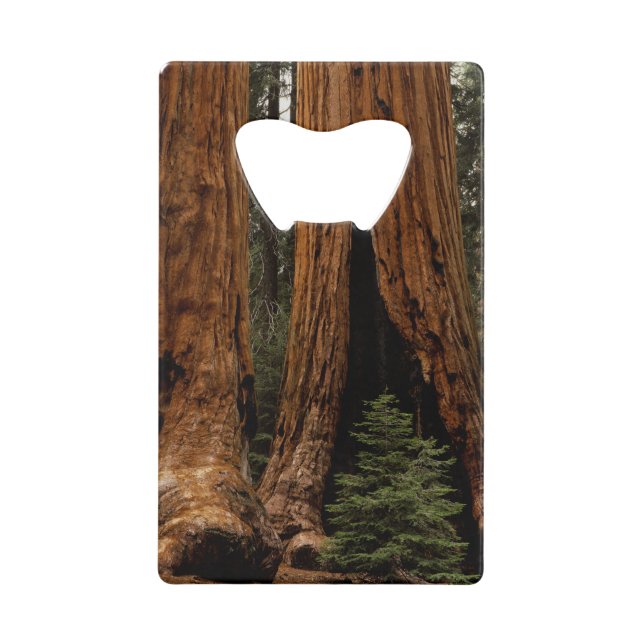 Arbres de séquoia, Parc national de Sequoia. (Devant)