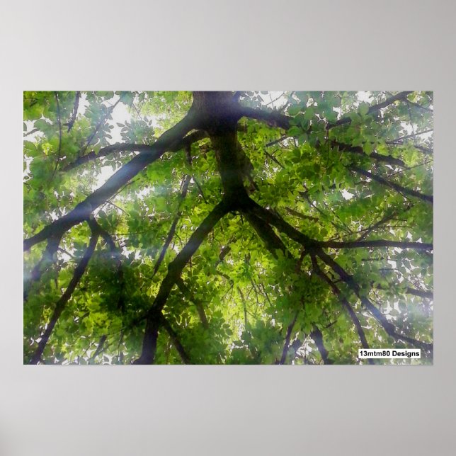 Arbres de soleil (Ohio) - Affiche (Devant)