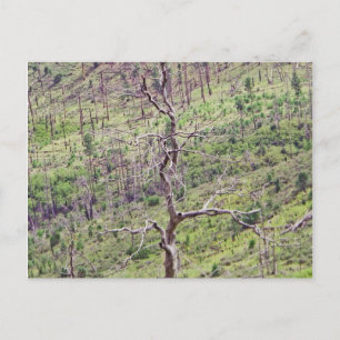 arbres de vie et de mort dans la carte postale de 