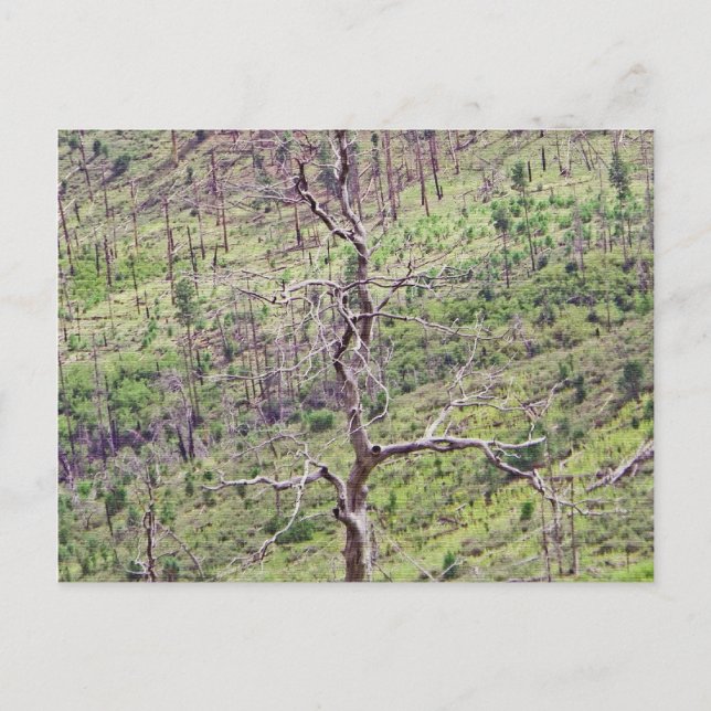 arbres de vie et de mort dans la carte postale de  (Devant)