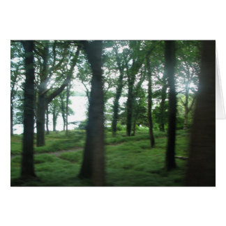 Arbres du comté de Kerry