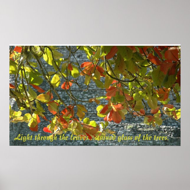 Arbres en verre tendu - Poster avec citation (Devant)