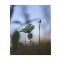 Arbres et fleurs romantiques – Fantaisie botanique