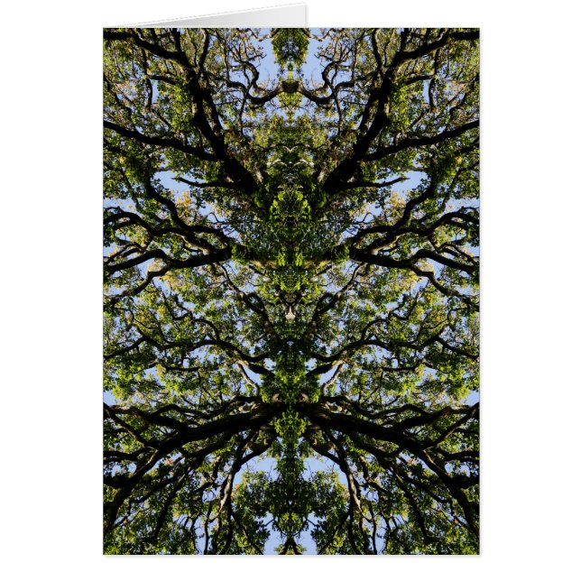 Arbres image miroir (Devant)
