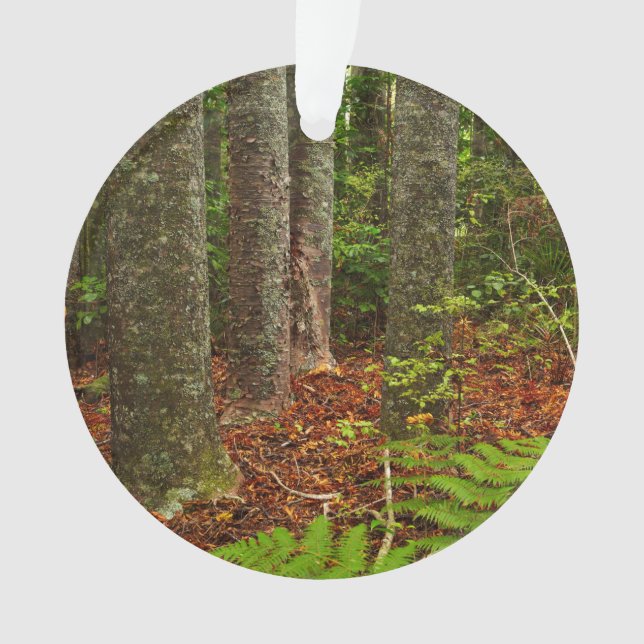 Arbres Kuri | Nouvelle-Zélande (devant)