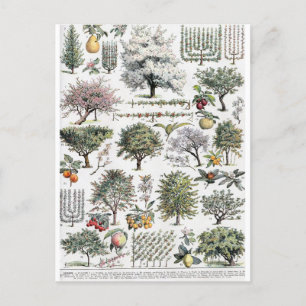 Arbres Plante Fruit Vintage Botanique Carte postal
