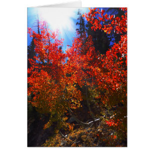 Arbres rouges, Toutes les occasions Carte de voeux