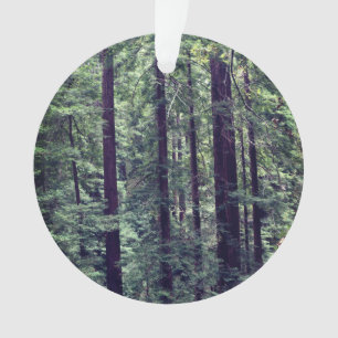 Arbres séquoias no 2
