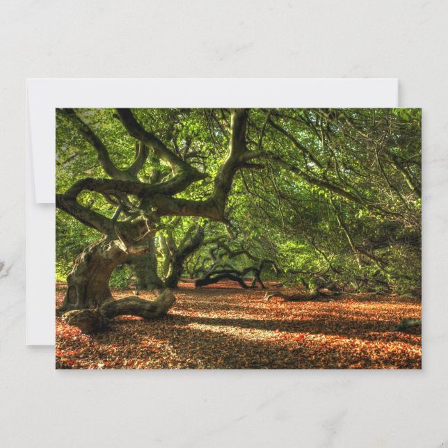 Arbres tordus de Lavizzara (Devant)