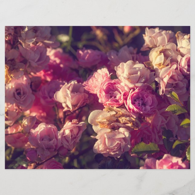 Arbuste à roses rouges (Devant)